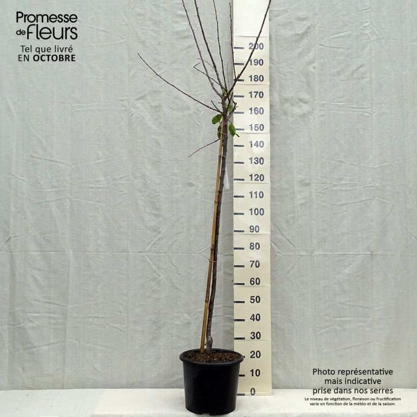 Example of Pflaume Bavay Reneklode - Prunus domestica Topf mit 12L/15L, Halbstamm as you get in automne