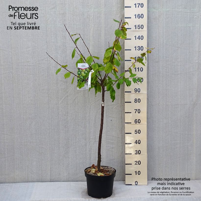 Example of Pflaume Bavay Reneklode - Prunus domestica Topf mit 7,5L/10L, Gobelet-Form as you get in automne