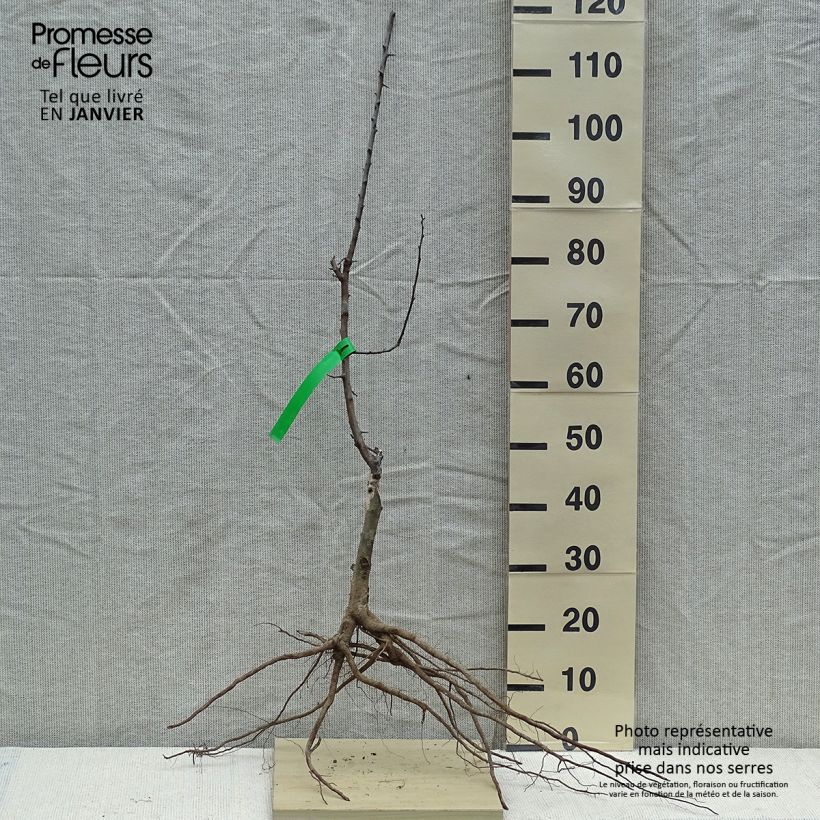 Example of Pflaume Chambourcy Reneklode Bio - Prunus domestica Wurzelnackt, Heister as you get in hiver