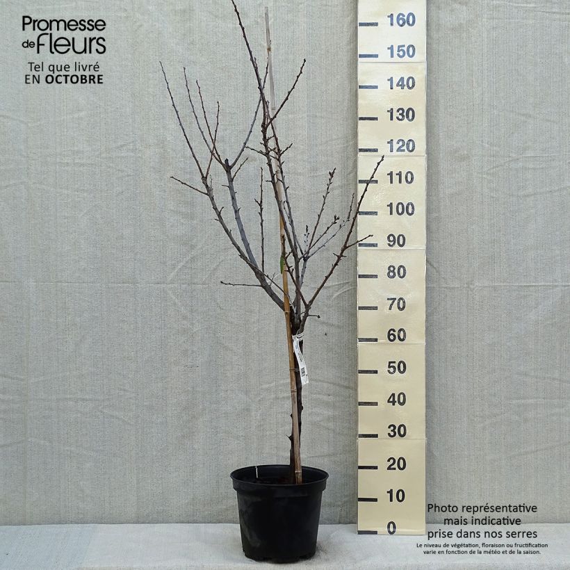 Example of Pflaume Chambourcy Reneklode Bio - Prunus domestica Topf mit 7,5L/10L, Gobelet-Form as you get in automne