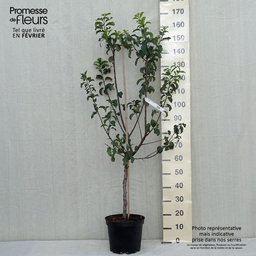 Example of Pflaume Violette Reneklode - Prunus domestica Topf mit 7,5L/10L, Gobelet-Form as you get in automne