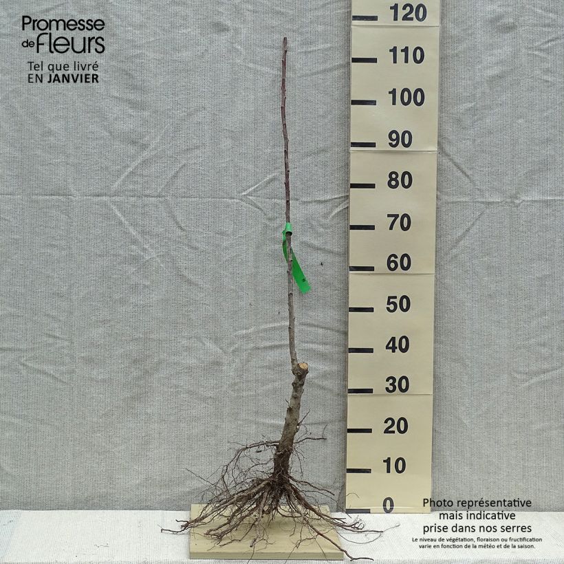 Example of Pflaume Thames Cross - Prunus domestica Wurzelnackt, Heister as you get in hiver