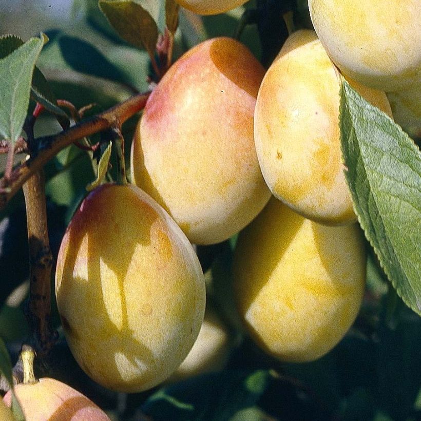 Pflaume Thames Cross - Prunus domestica (Harvest)