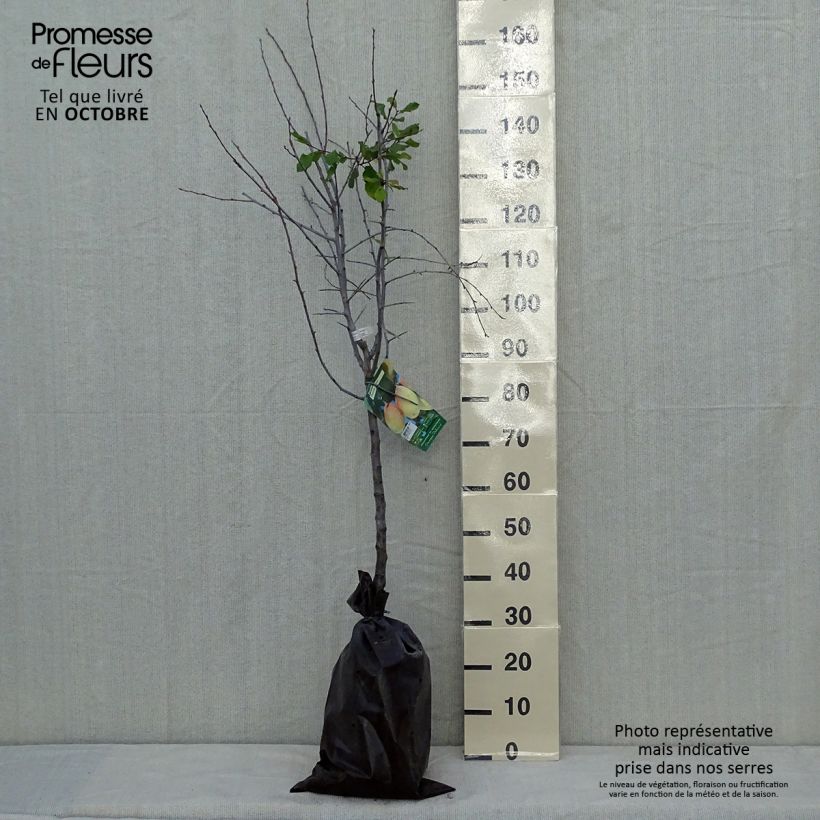 Example of Pflaume Thames Cross - Prunus domestica Plug "Fertig-zum-Pflanzen", Gobelet-Form as you get in automne