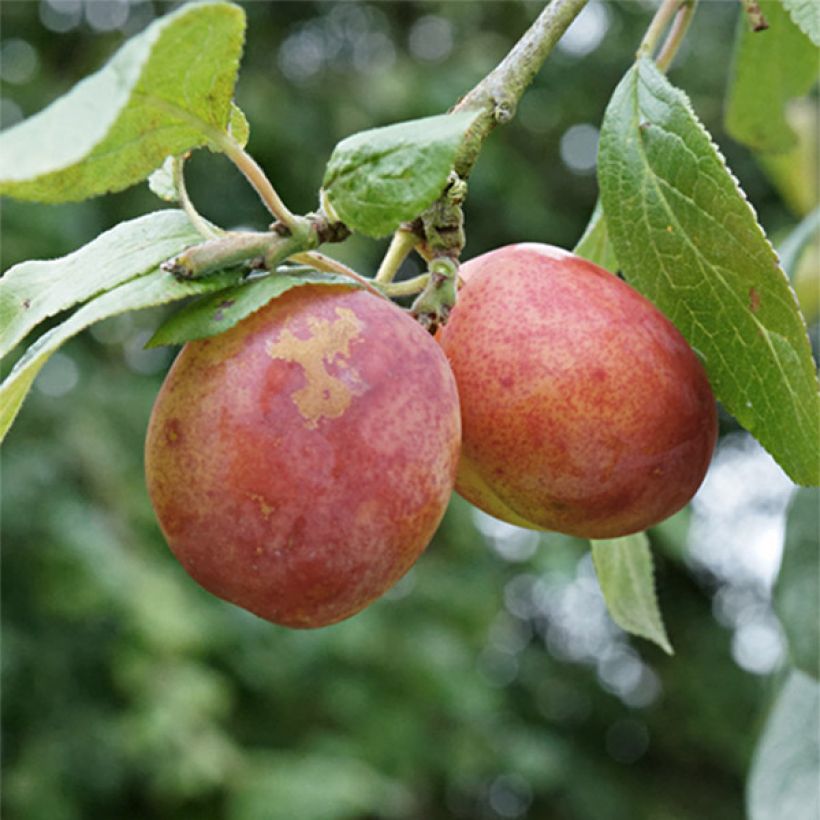 Pflaume Victoria - Prunus domestica (Harvest)