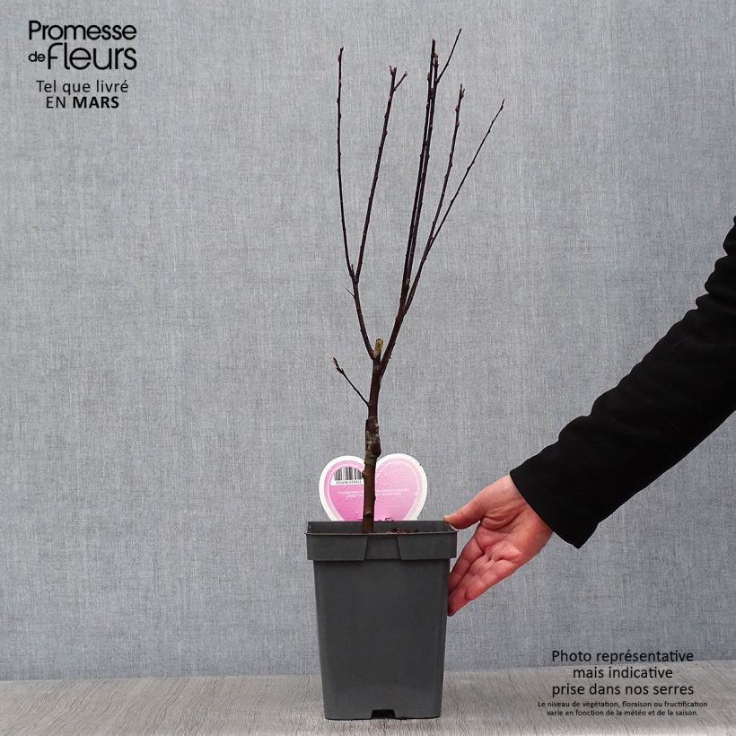 Exemplar von Kirsch-Pflaume Nigra - Prunus cerasifera Topf mit 4L/5L wie im Winter geliefert