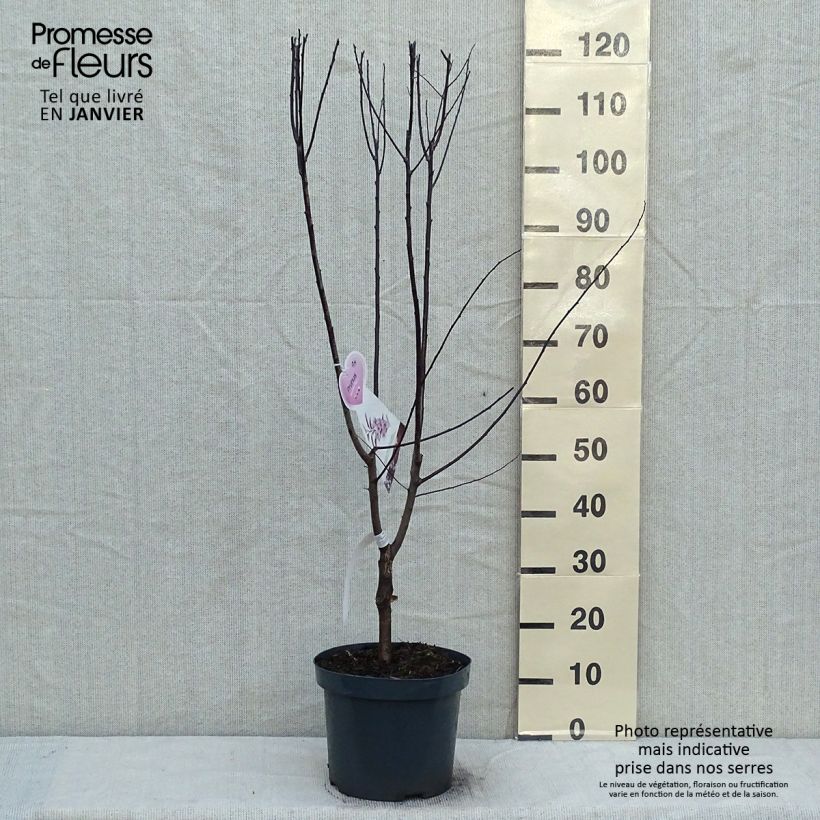 Exemplar von Kirsch-Pflaume Nigra - Prunus cerasifera Topf mit 7,5L/10L wie im Winter geliefert