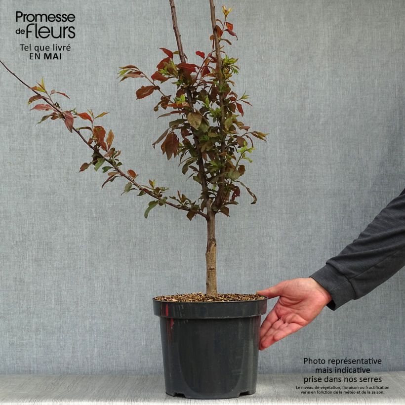 Exemplar von Kirsch-Pflaume Nigra - Prunus cerasifera Topf mit 7,5L/10L wie im Frühjahr geliefert
