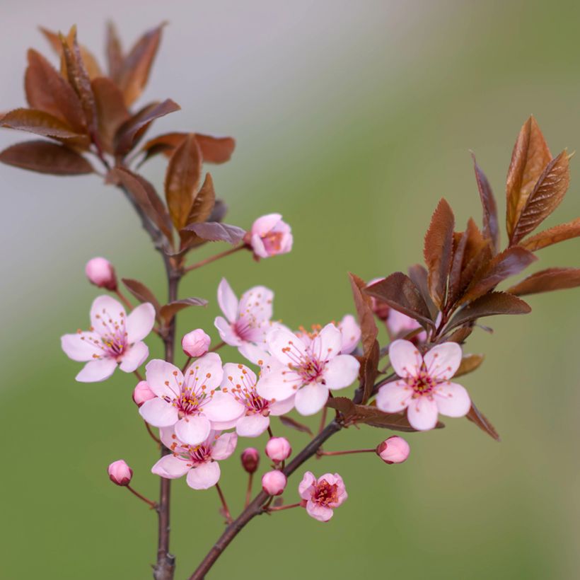 Kirsch-Pflaume Nigra - Prunus cerasifera (Flowering)
