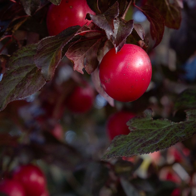 Kirsch-Pflaume Nigra - Prunus cerasifera (Harvest)