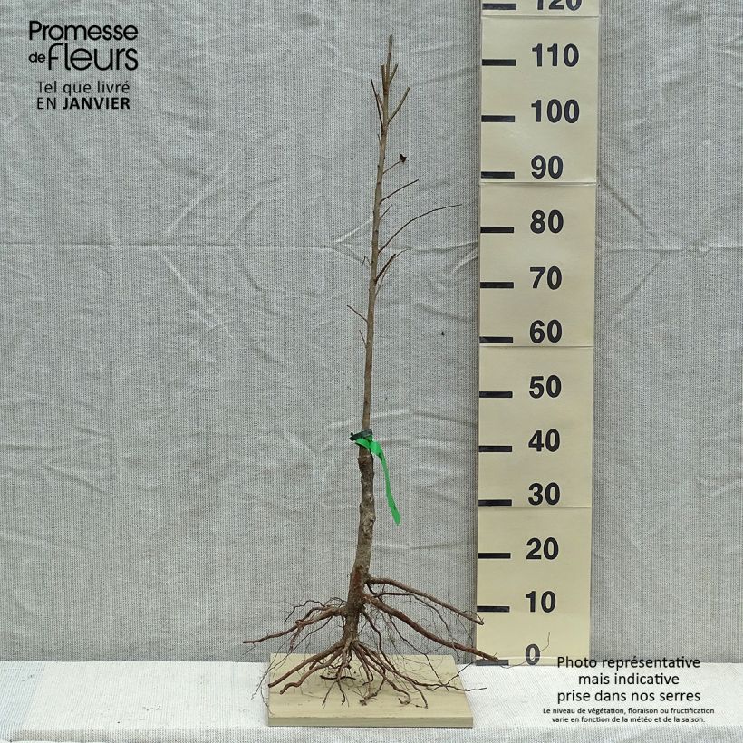 Example of Chinesische Pflaume Allo Bio - Prunus x salicina Wurzelnackt, Heister as you get in hiver