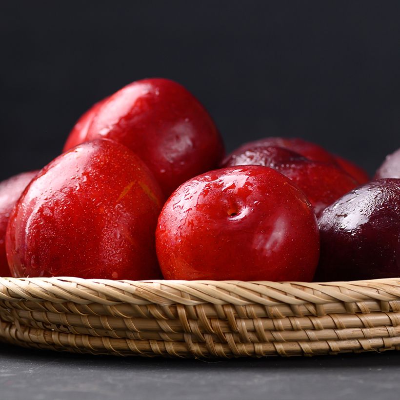 Chinesische Pflaume Allo Bio - Prunus x salicina (Harvest)