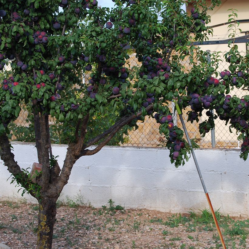 Chinesische Pflaume Black Amber Bio - Prunus x salicina (Plant habit)