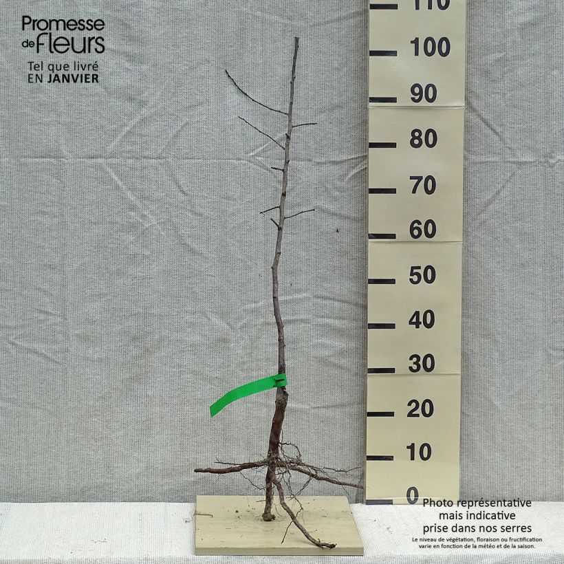 Example of Chinesische Pflaume Methley Bio - Prunus x salicina Wurzelnackt, Heister as you get in hiver