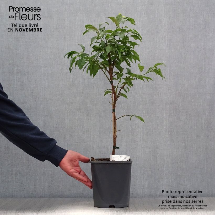 Example of Pflaume Fruit Me Plum Me Angeleno - Prunus domestica Topf mit 4L/5L, Zwergform as you get in automne
