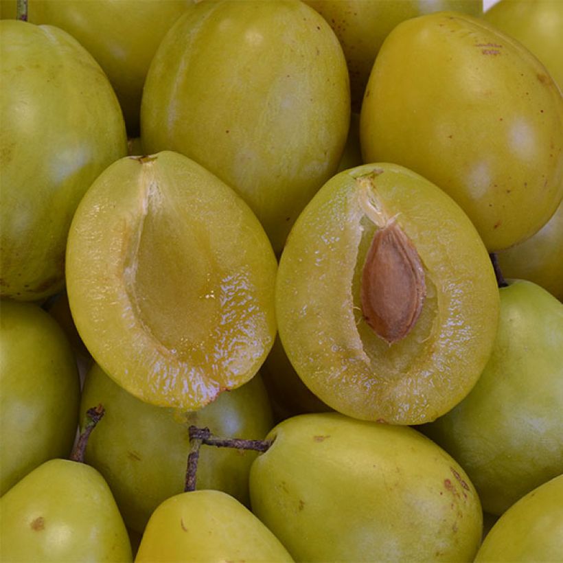 Pflaume nain Goldust courod - Prunus domestica (Harvest)