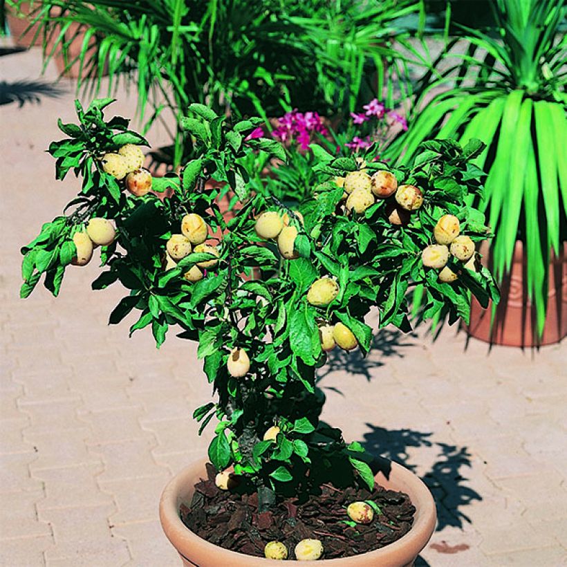 Pflaume nain Goldust courod - Prunus domestica (Plant habit)