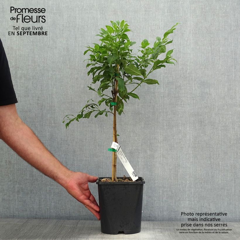 Example of Pflaume Fruit Me Plum Me - Prunus domestica Topf mit 4L/5L, Zwergform as you get in automne