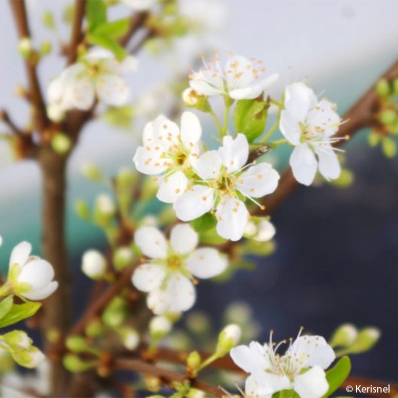 Pflaume Fruit Me Plum Me - Prunus domestica (Flowering)