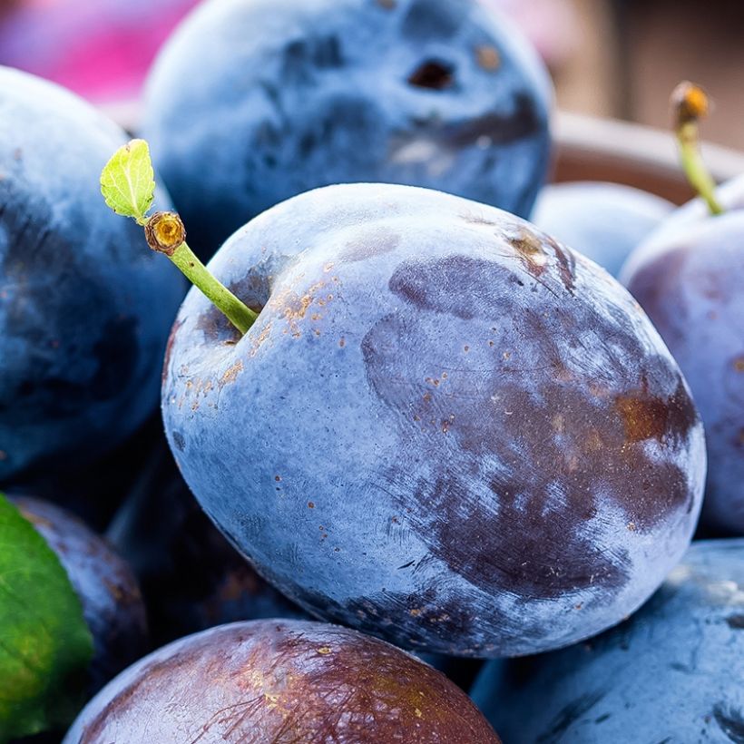 Pflaume Fruit Me Plum Me - Prunus domestica (Harvest)