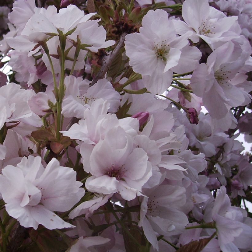 Zierkirsche Amanogawa - Prunus serrulata (Flowering)