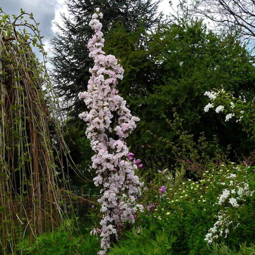 Zierkirsche Amanogawa - Prunus serrulata (Plant habit)