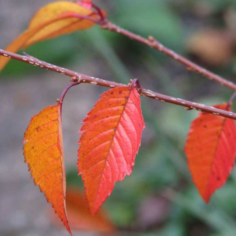 Zierkirsche Okame - Prunus (Foliage)