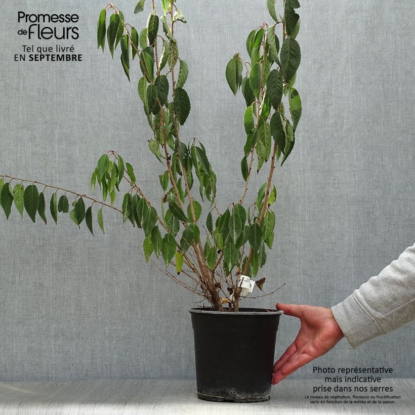 Example of Zierkirsche Okame - Prunus Topf mit 4L/5L as you get in automne