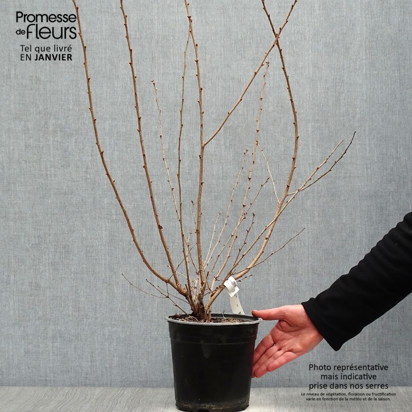 Exemplar von Zierkirsche Okame - Prunus Topf mit 4L/5L wie im Winter geliefert