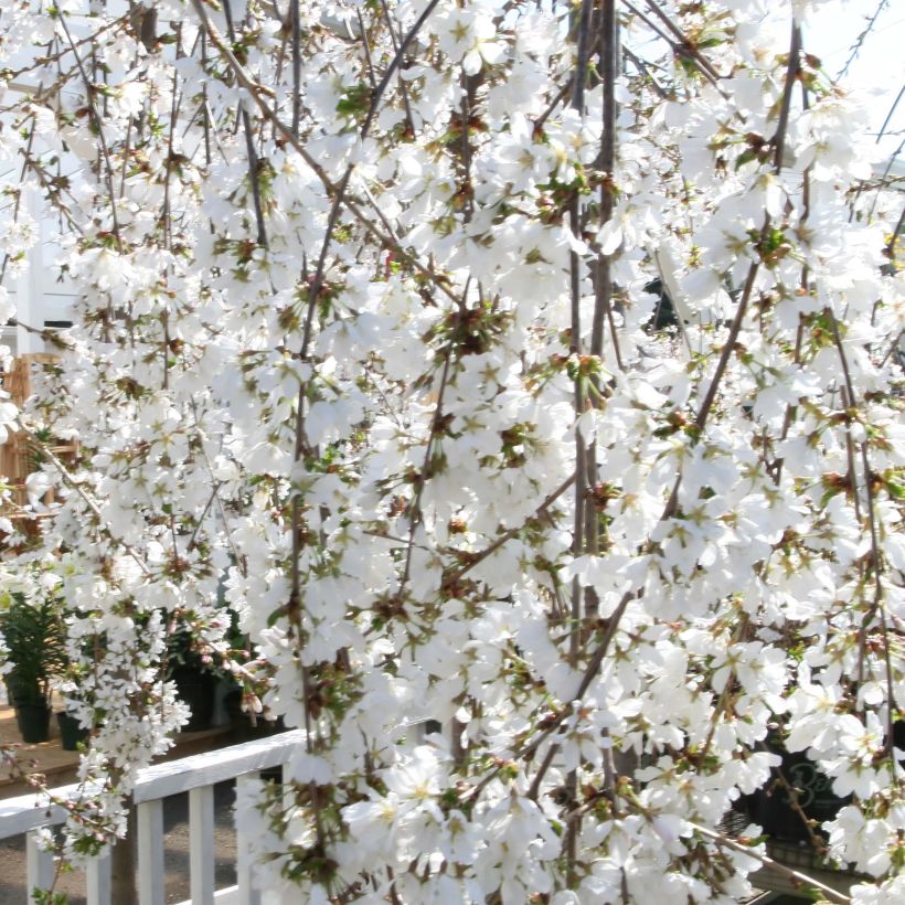 Zierkirsche Snow Fountains - Prunus (Flowering)