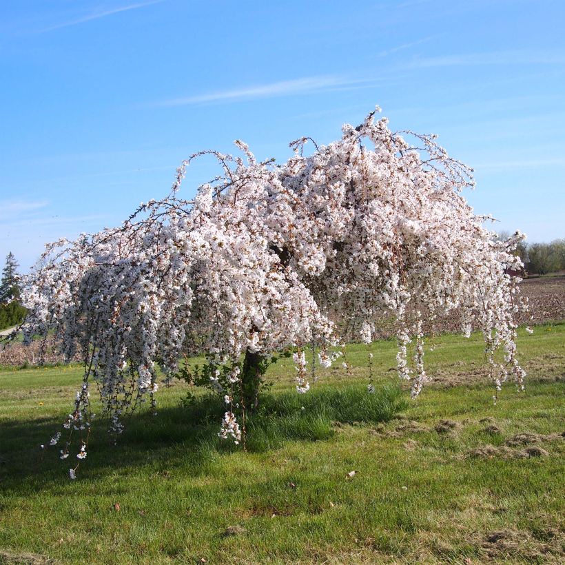 Zierkirsche Snow Fountains - Prunus (Plant habit)