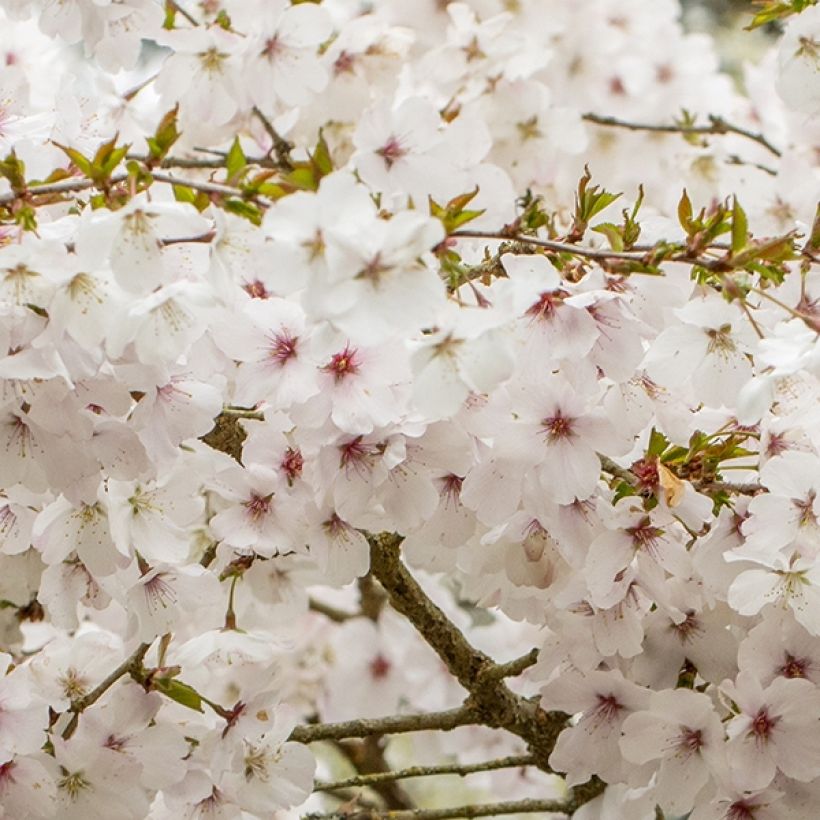 Zierkirsche The Bride - Prunus (Flowering)
