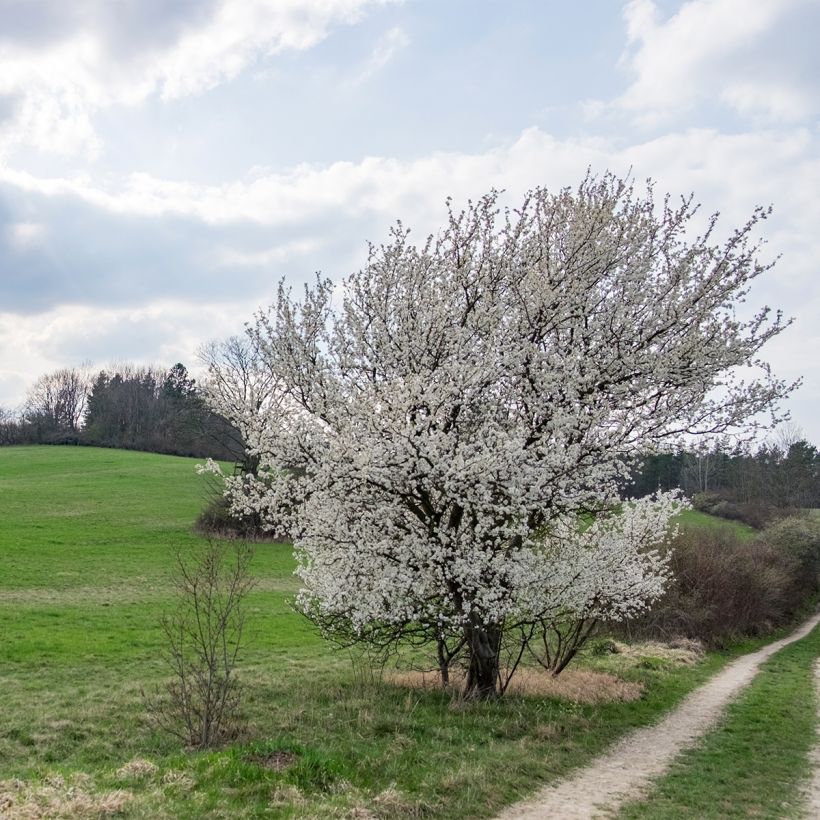 Zierkirsche The Bride - Prunus (Plant habit)
