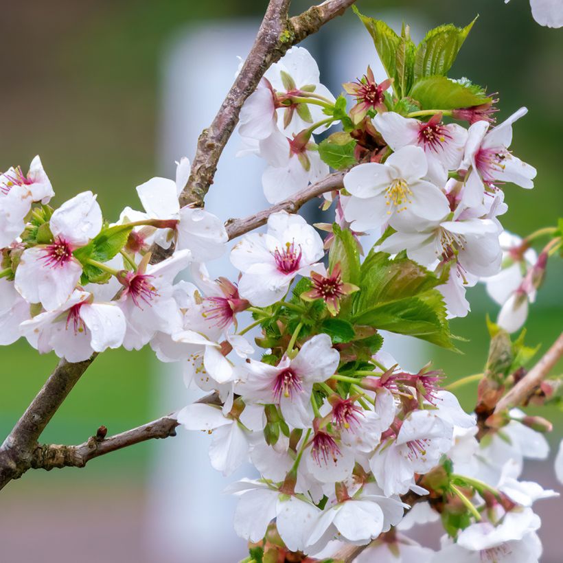 Zierkirsche Umineko - Prunus (Flowering)