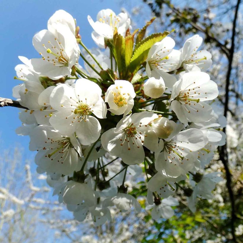Süßkirsche Moreau - Prunus avium (Flowering)