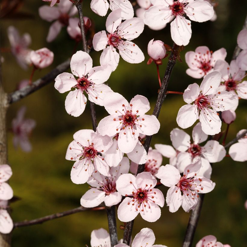 Kirsch-Pflaume Hollywood - Prunus cerasifera (Flowering)