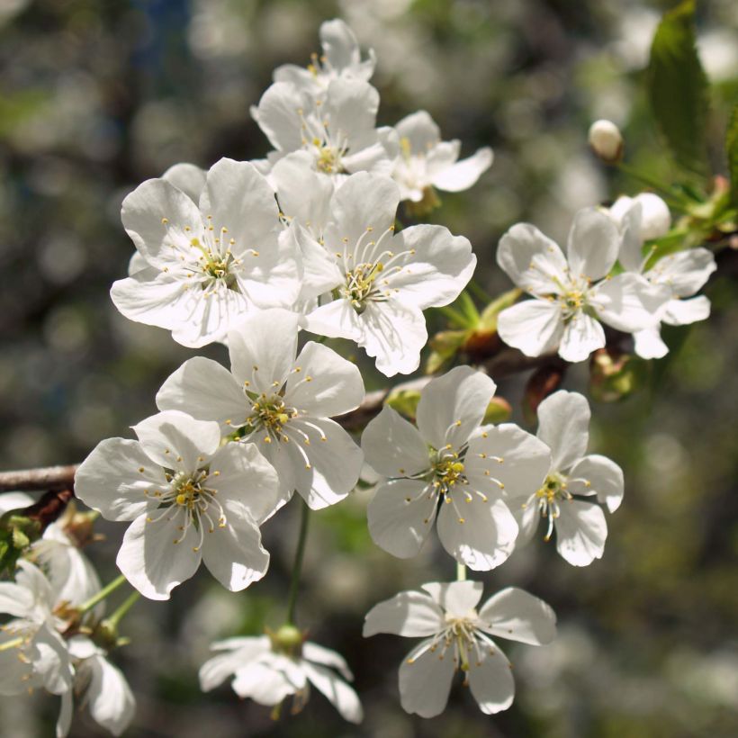 Sauerkirsche Anglaise Hâtive - Prunus cerasus (Flowering)