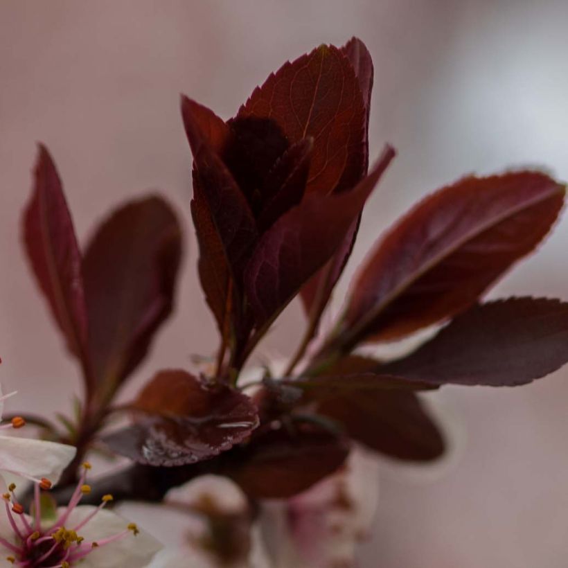 Zwerg-Blutpflaume - Prunus cistena (Foliage)