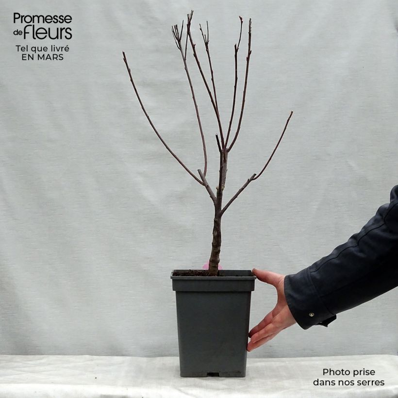 Exemplar von Zwerg-Blutpflaume - Prunus cistena Topf mit 4L/5L wie im Frühjahr geliefert