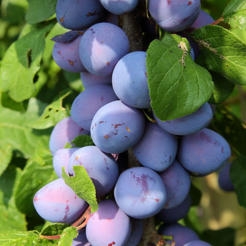 Pflaume Fruit Me Plum Me Angeleno - Prunus domestica (Harvest)