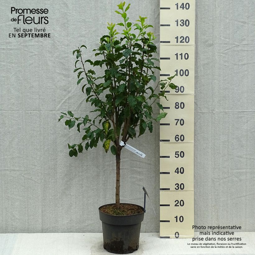 Example of Pflaume Hanna - Prunus domestica Topf mit 7,5L/10L as you get in automne