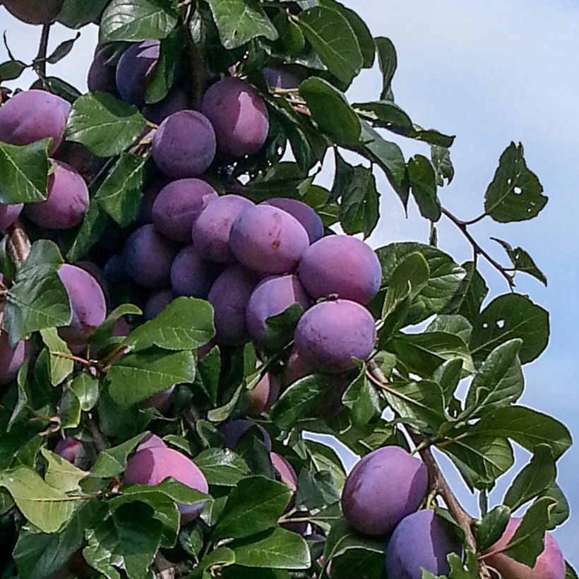 Pflaume zwetschge Quetsche toronto - Prunus domestica (Harvest)