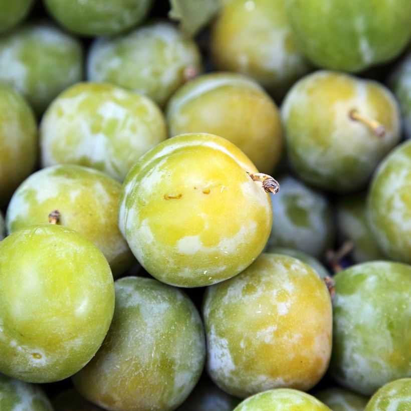 Pflaume Moissac Reneklode - Prunus domestica (Harvest)