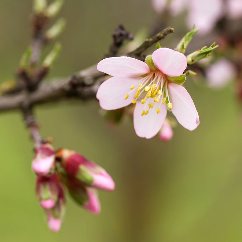 Mandelbaum Marcona - Prunus dulcis (Flowering)