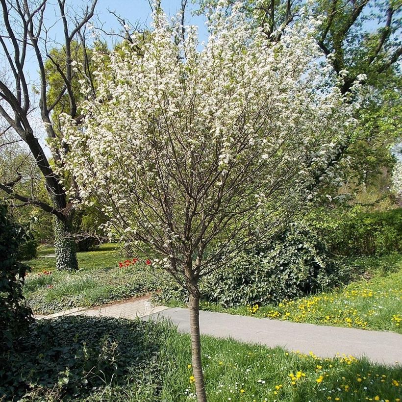 Kugelkirsche Umbraculifera - Prunus eminens (Hafen)