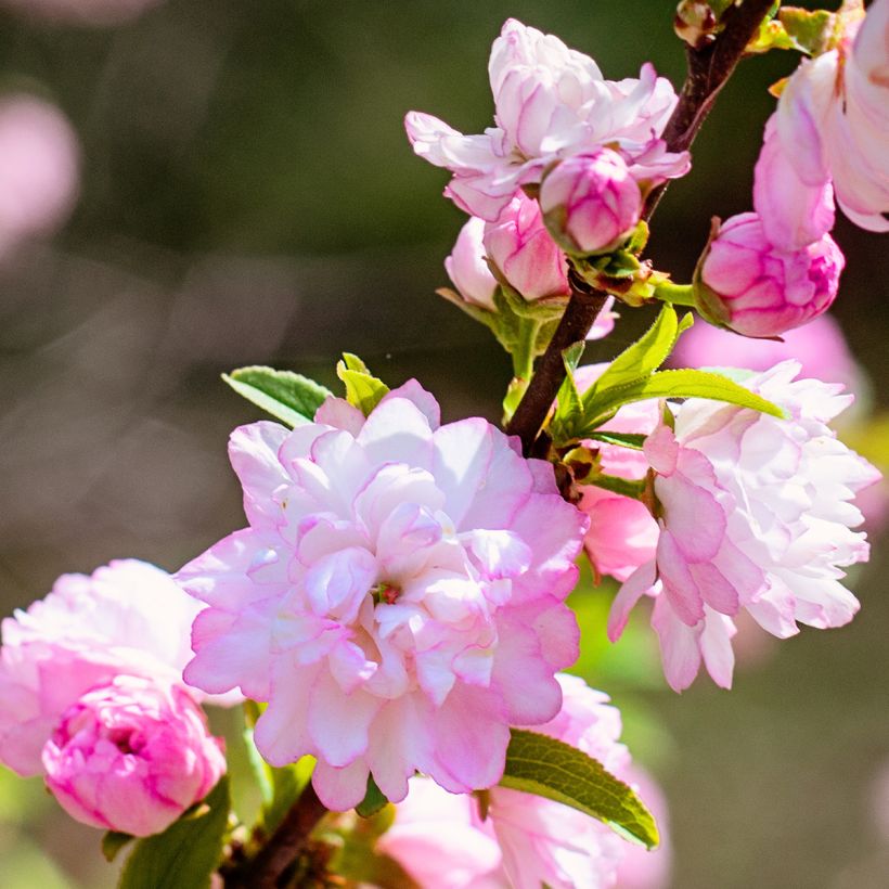 Drüsen-Kirsche Sinensis - Prunus glandulosa (Flowering)