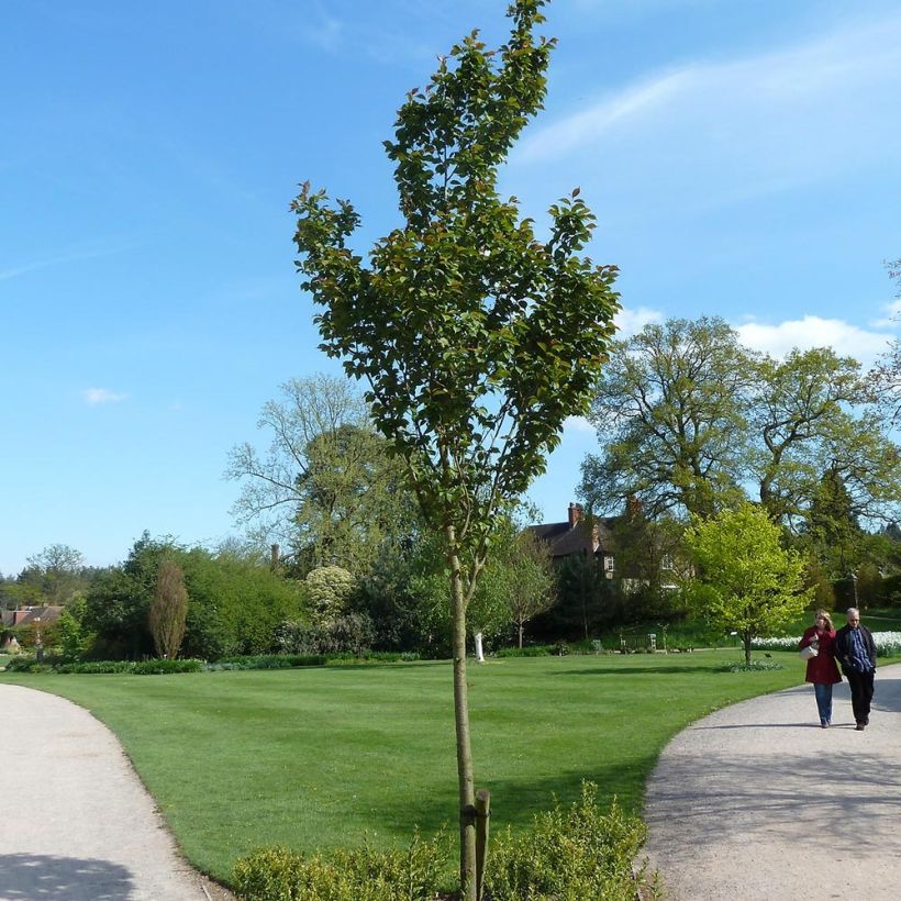 Hilliers Kirsche Spire - Prunus hillieri (Plant habit)