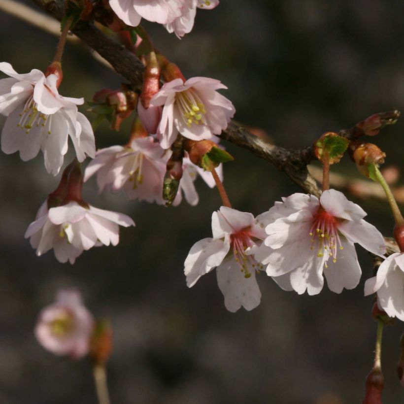 Fuji-Kirsche Mikinori - Prunus incisa (Flowering)