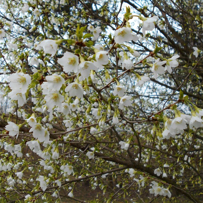 Fuji-Kirsche Yamadei - Prunus incisa (Flowering)