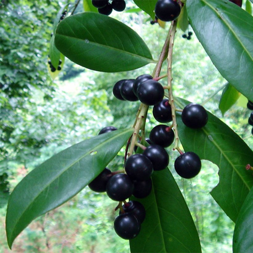 Kirschlorbeer Caucasica - Prunus laurocerasus (Harvest)